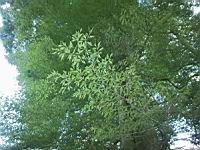 Hetre fougere, Fagus sylvatica Asplenifolia (fam. Fagacees) (Europe) (Photo F. Mrugala) (1)